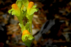 Orchid Like