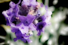 Violet Mixture