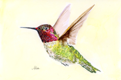 Anna’s Hummingbird