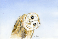 Hoot
