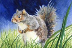Blade-squirrel