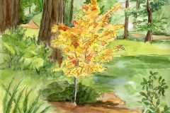 Fall-copy