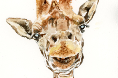 Stretch giraff