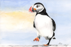 Puffin