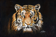 TIGERfibonnaci