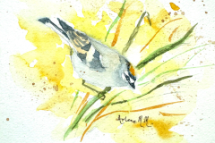 Mortimer-Arlene-Gold-Crested-Kinglet-Watercolor-6x6