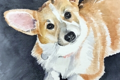 Corgi
