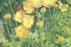 2023-Sun-Through-Tulips-and-Poppies