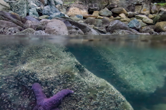 Sea-Star-Under-Salish-Sea-1-1-24