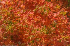 fall_colors