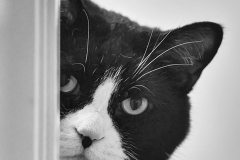Oreo, Peek-a-Boo