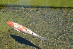 Koi in Balboa Park