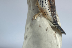 Cactus Wren on altered form