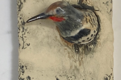 Northern Flicker in Birch tree