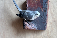 Northern Mocking Bird