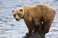 Brown bear with cub.