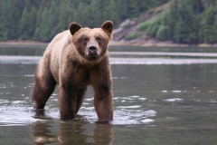 A grizzly bear in the Khutzeymateen Grizzly Sanctuary in British Columbia.