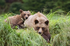 A grizzly bear and her cub in the Khutzeymateen Grizzly Sanctuary in British Columbia.