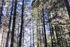 1-95-5x7-Long-Lean-Evergreen-12