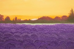 IMG_7810-lavender-sunrise-by-Norma-Appleton-edit-9small