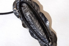 NS-orthoceras-bezel-ruffled-20160612_153702